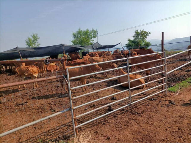 复制图片 复制图片