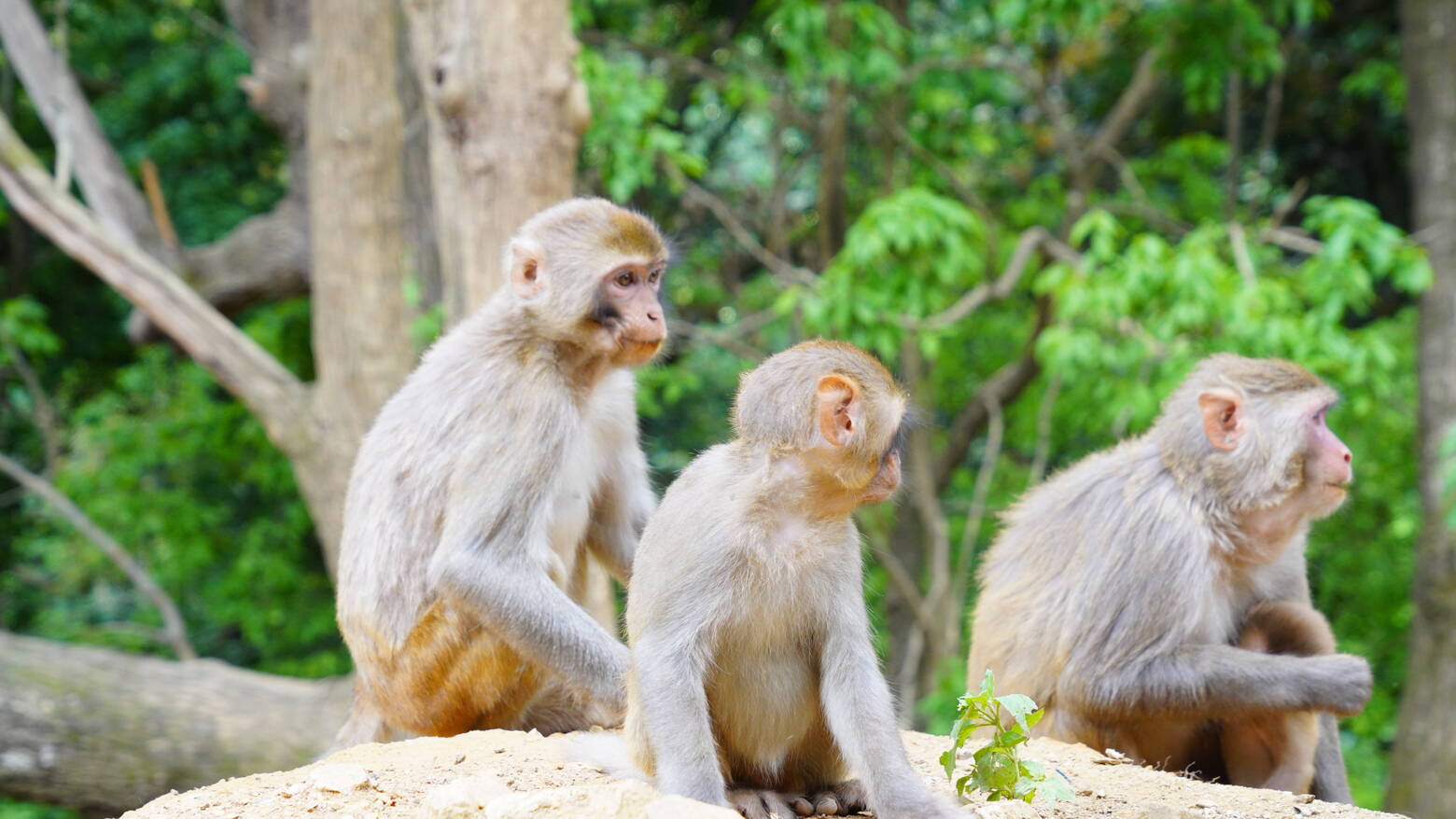 复制图片 复制图片