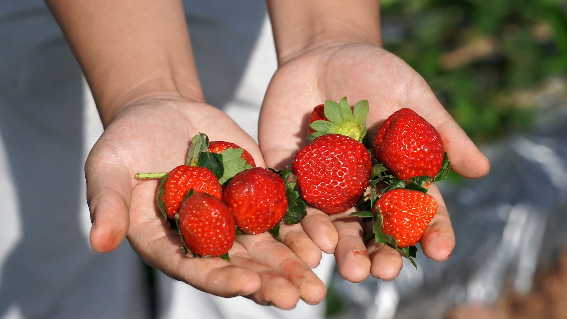 复制图片 复制图片