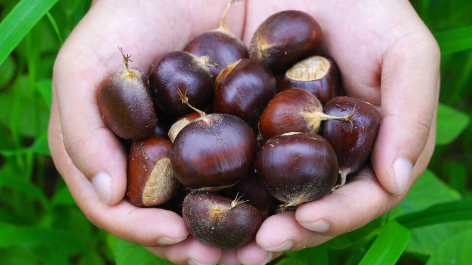 板栗笑开口农民迎丰收 (6).jpg 板栗笑开口农民迎丰收 (6).jpg