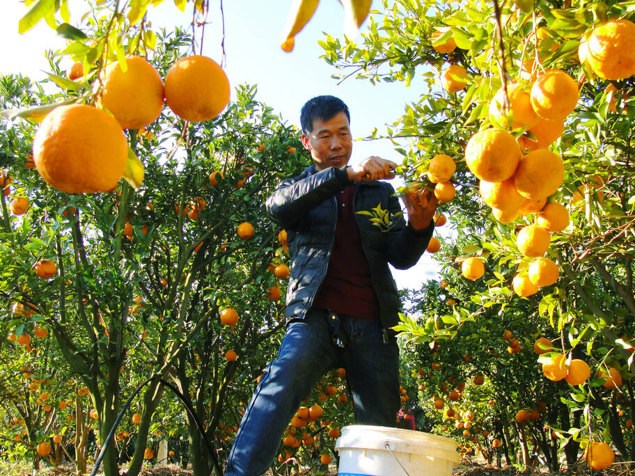 椪柑.jpg 椪柑.jpg