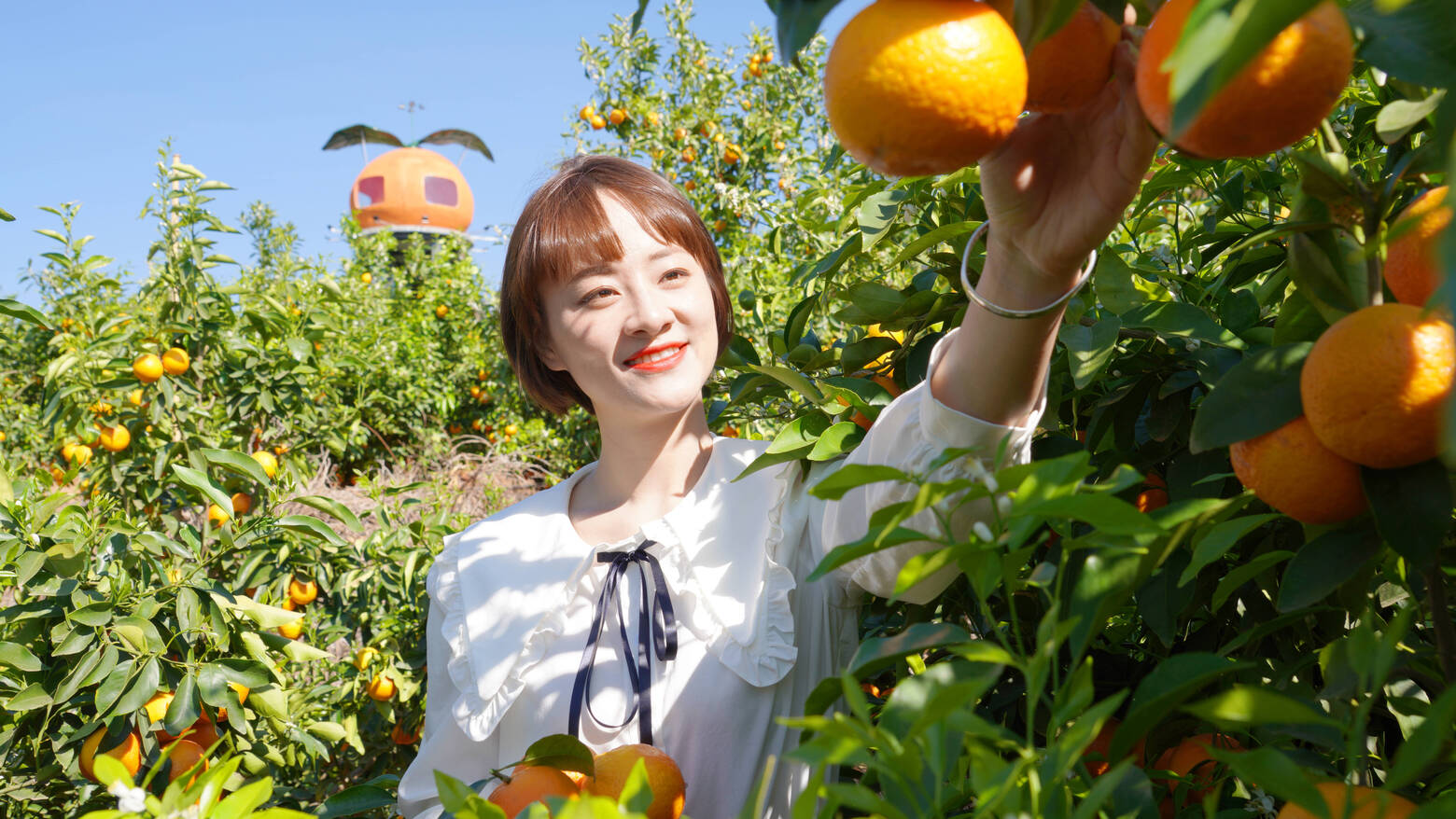 柑橘 (8).jpg 柑橘 (8).jpg