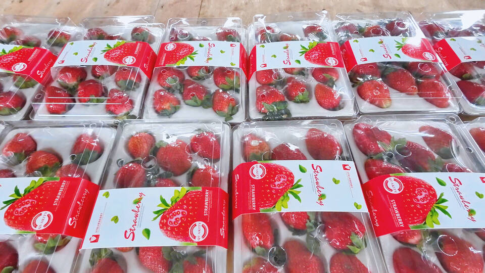 草莓包装.jpg 草莓包装.jpg