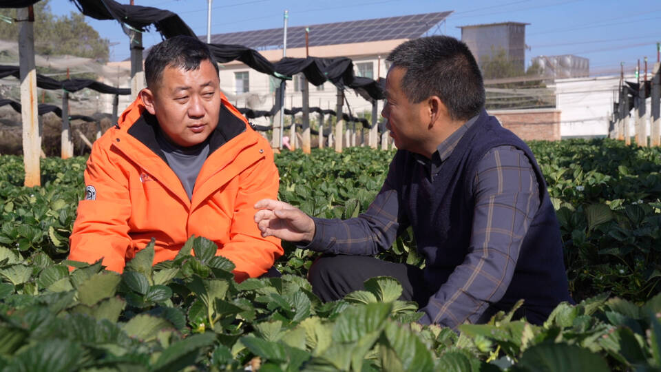 草莓经纪人3.jpg 草莓经纪人3.jpg