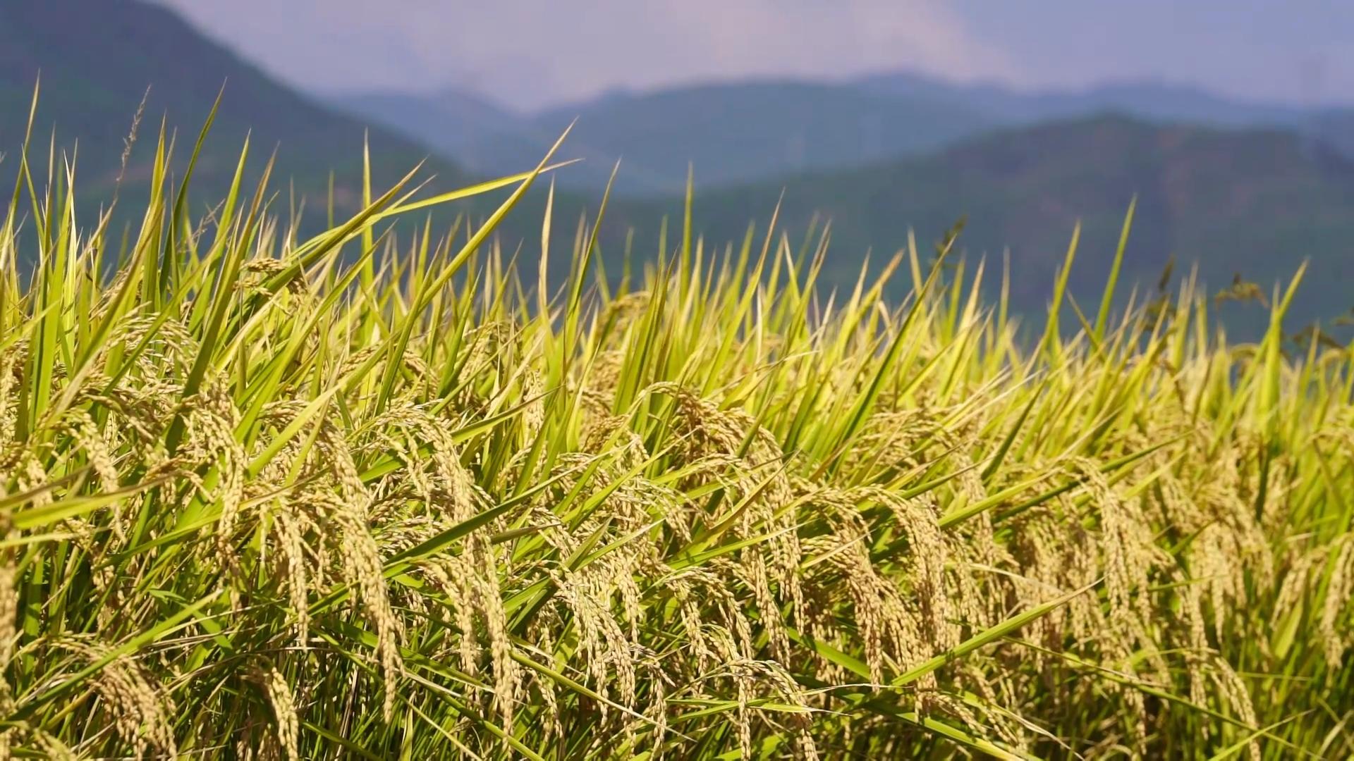 复制图片 复制图片