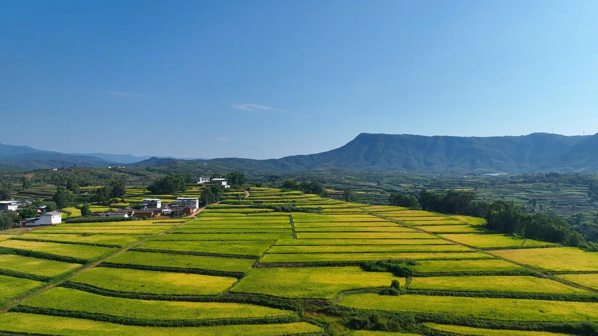 水稻2.jpg 水稻2.jpg