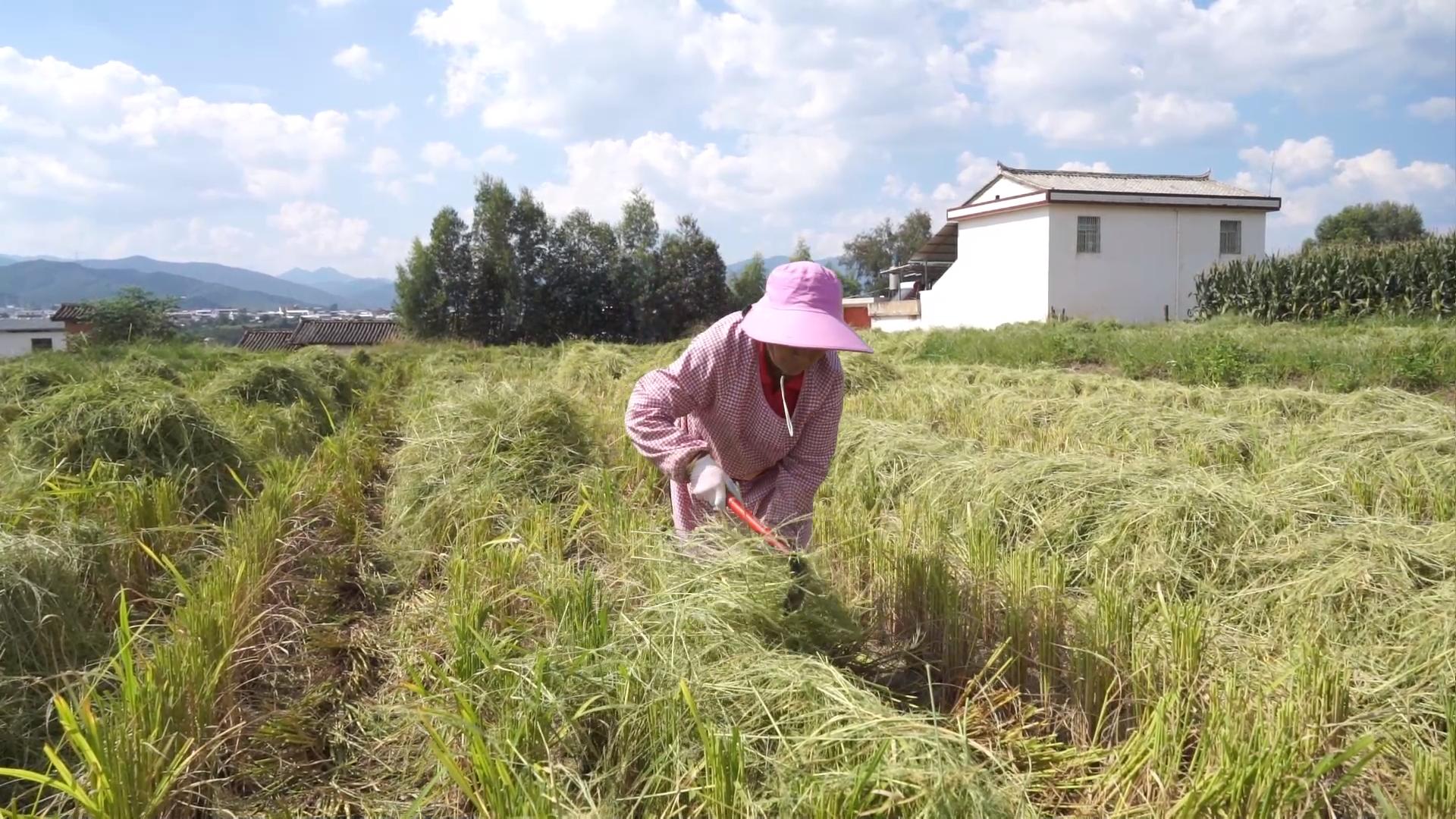 复制图片 复制图片