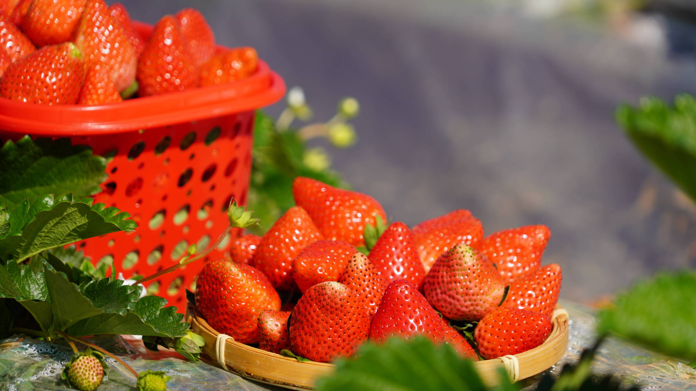 草莓17.jpg 草莓17.jpg