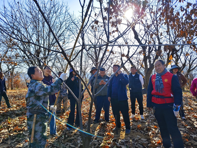 修剪板栗枝.jpg 修剪板栗枝.jpg