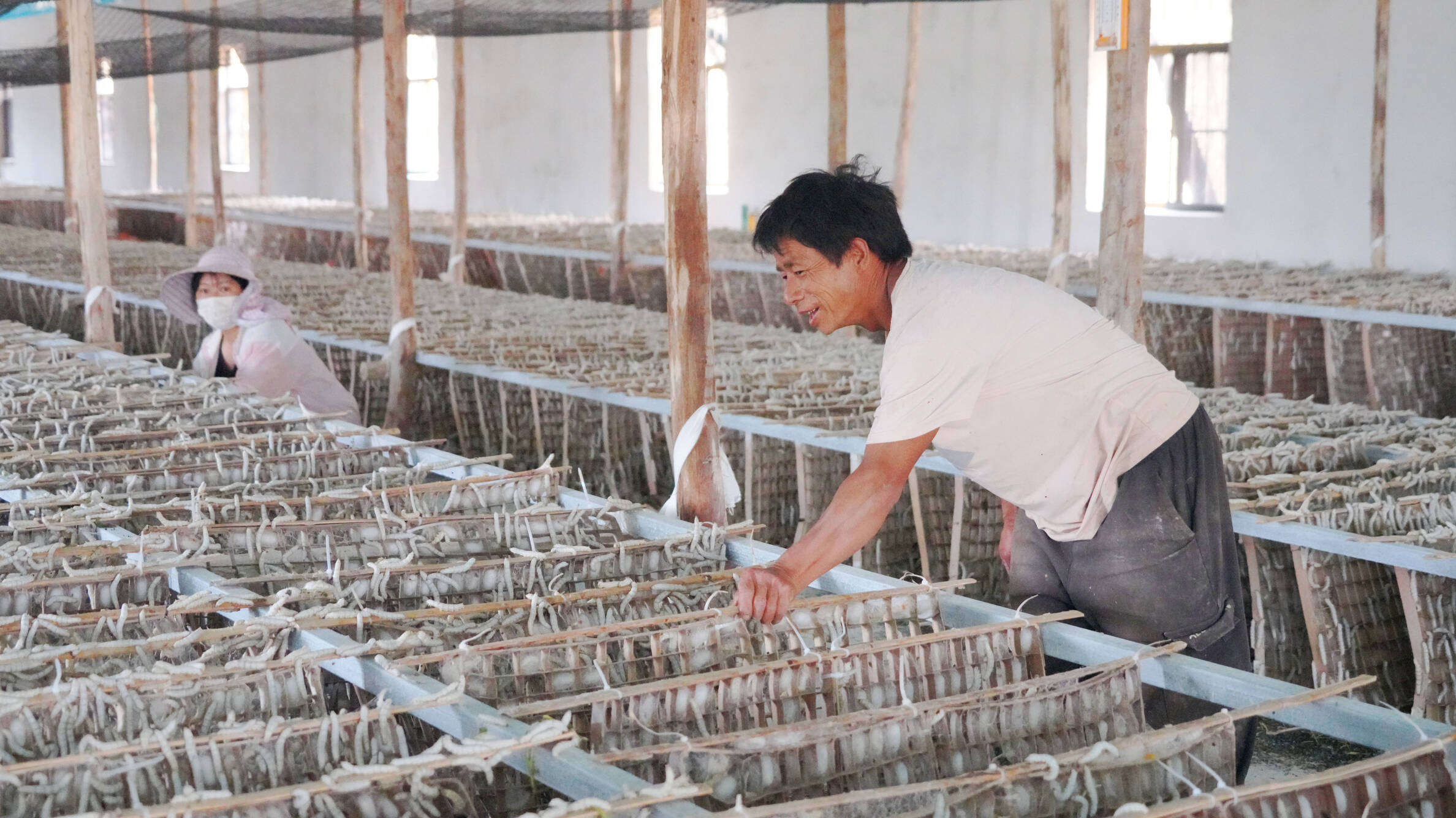 2025年维的光伏板下种桑2 改 (1).jpg 2025年维的光伏板下种桑2 改 (1).jpg