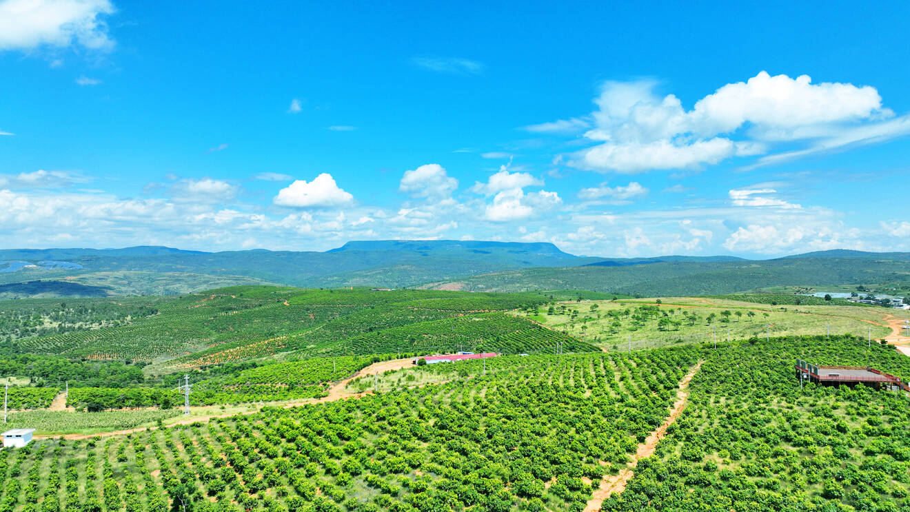 芒果基地.jpg 芒果基地.jpg