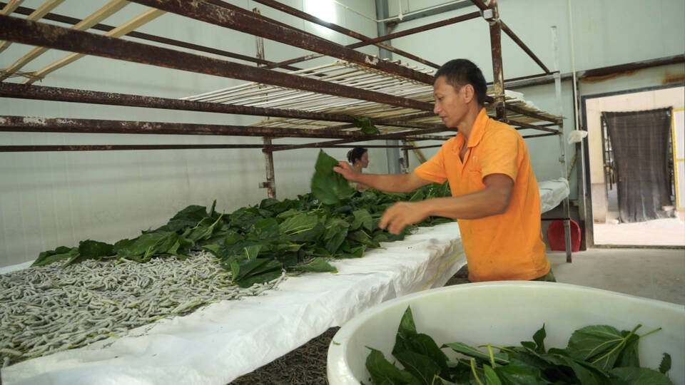 罗云春养蚕.jpg 罗云春养蚕.jpg