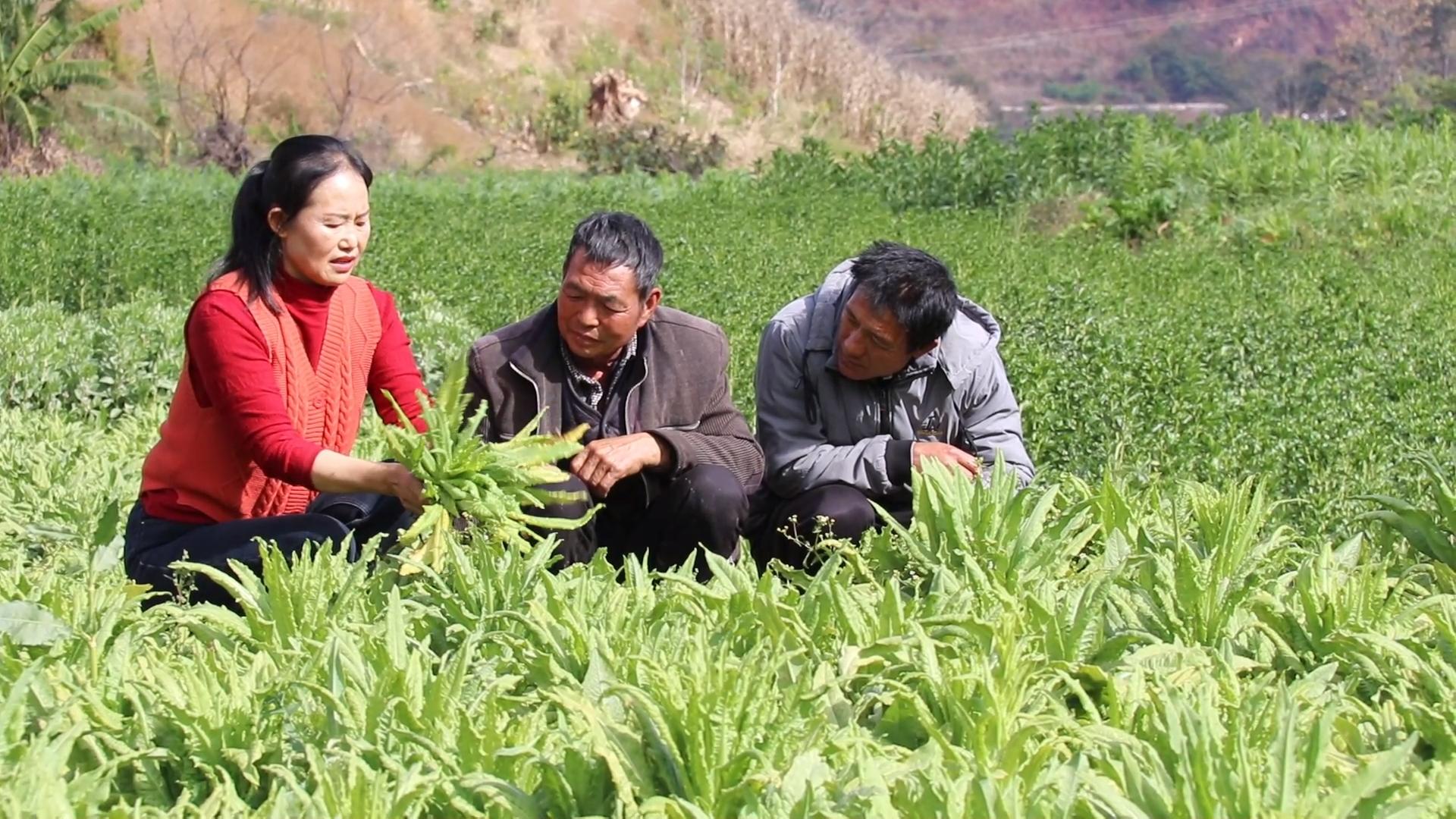 复制图片 复制图片